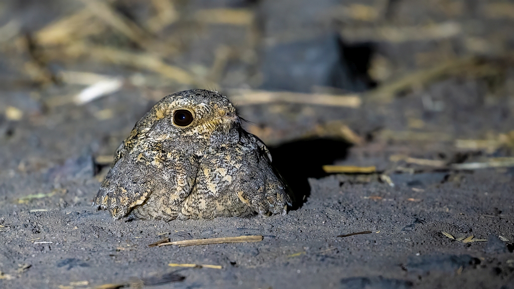 Sykes's Nightjar